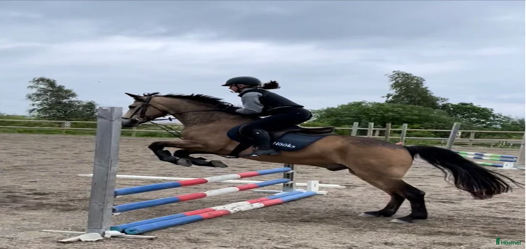 Galleribild {{count}}