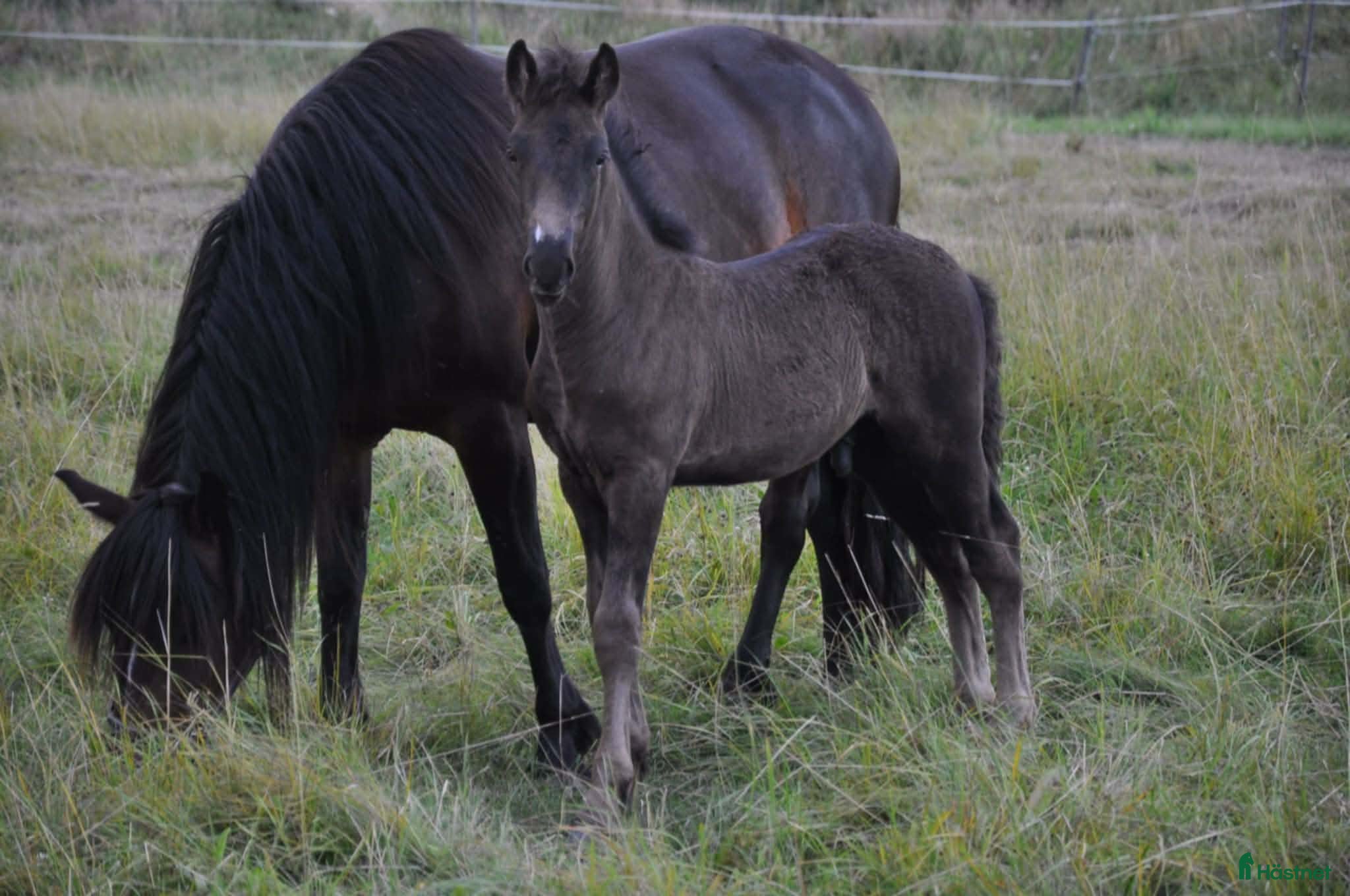  hästar Hingst e Bork Odin - Annons 1
