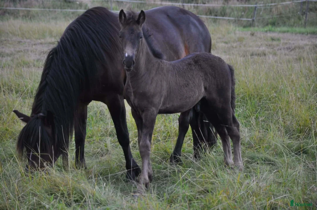 Trav hästar till salu: Hingst e Bork Odin - Annons 1
