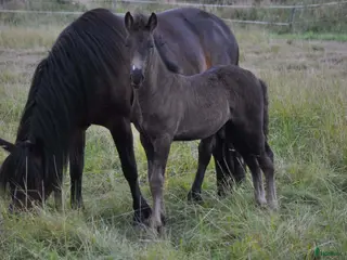 Trav hästar till salu: Hingst e Bork Odin - Annons 2