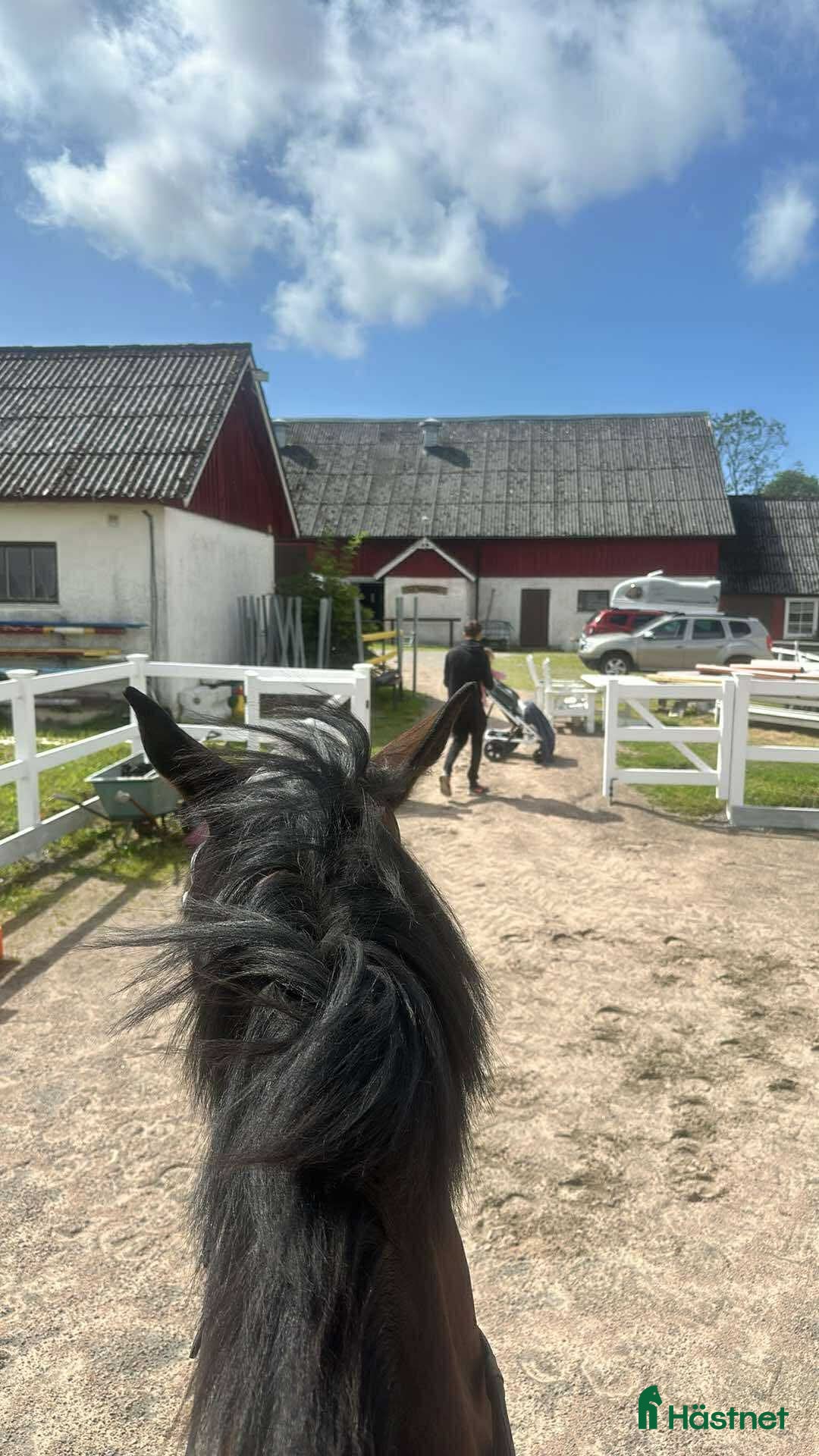  foderhäst Storhäst sökes  - Annons 10