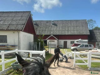 foderhäst Storhäst sökes i Falkenberg - Annons 17