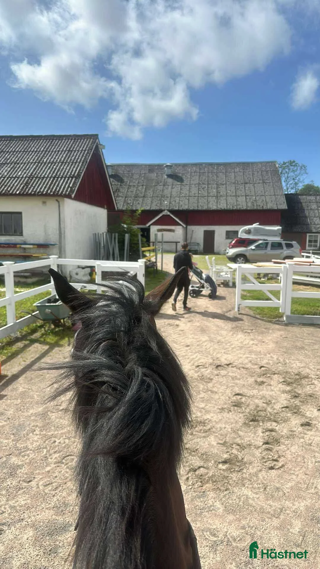  foderhäst sökes: Storhäst sökes  - Annons 1