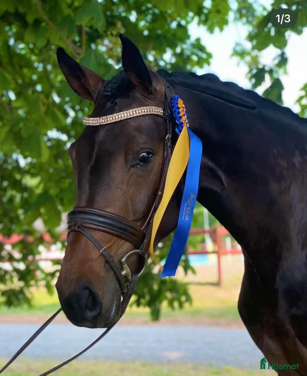 Avelshästar hästar till salu: Dräktig med unghäst VM vinnaren Proude James  i Påarp - Annons 1