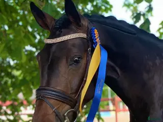 hästar Dräktig med unghäst VM vinnaren Proude James i Påarp - Annons 9