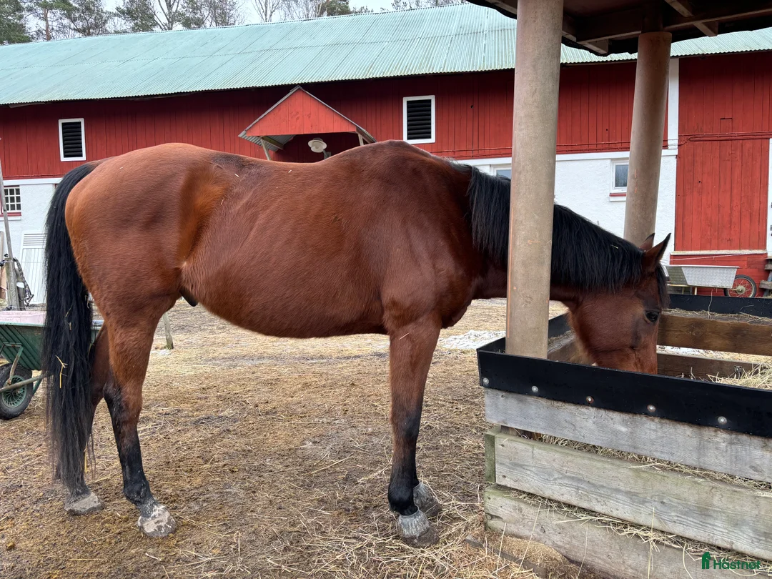  stallplats finnes: Plats finns i fin lösdrift i Kolmården i Kolmården - Annons 9