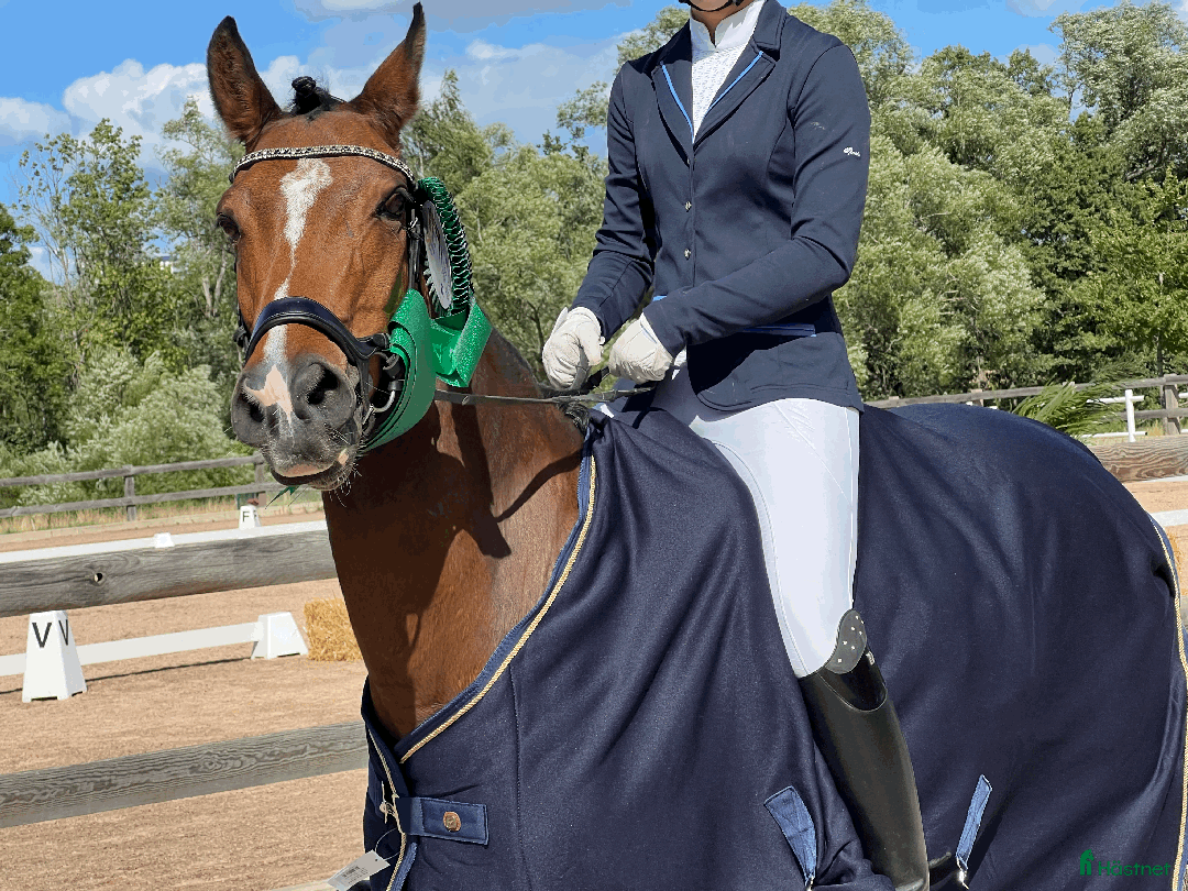 Dressyr hästar till salu: FEI-ponny med power under hovarna i Nacka - Annons 8