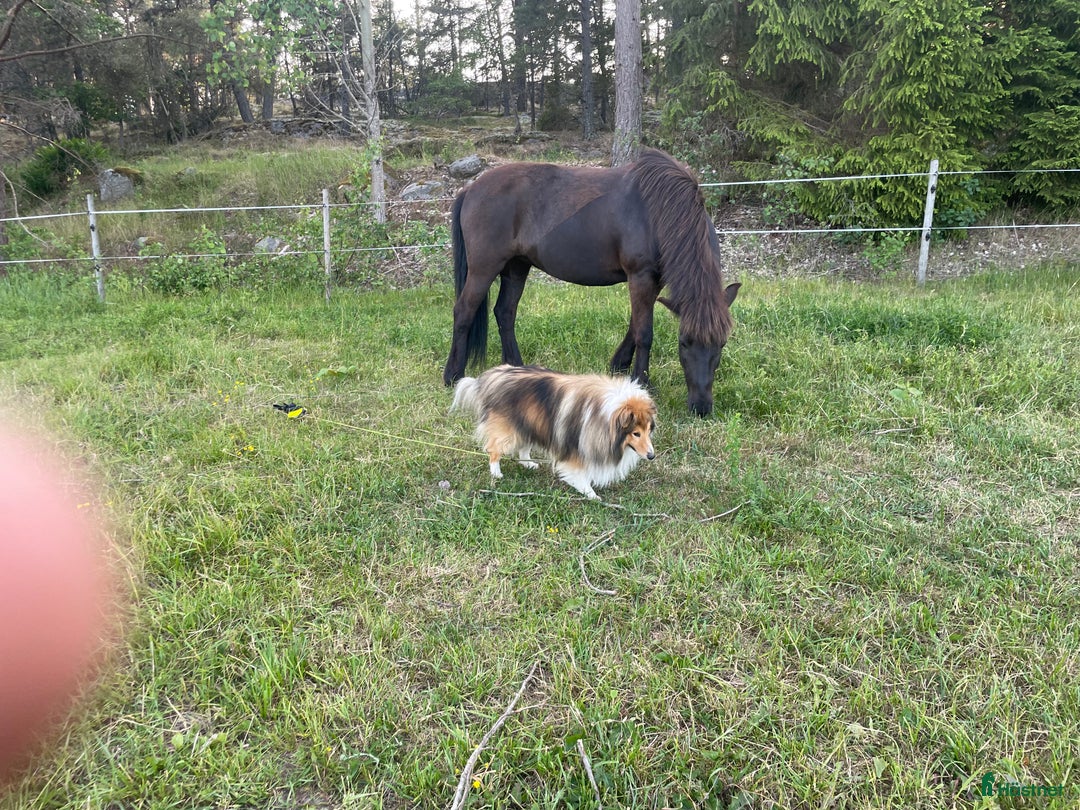 Island hästar till salu: Välutbildat och piggt roligt sto i Värmdö - Annons 8