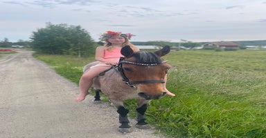  hästar i Kil - Annons 15