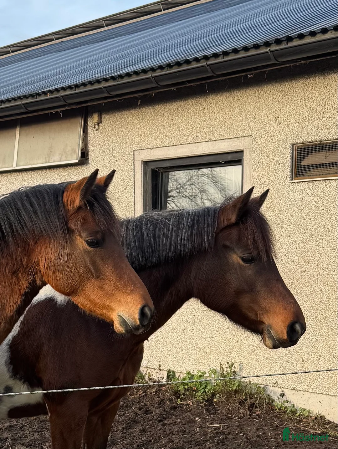 Allround hästar till salu: Fint ungsto med jättetrevlig personlighet i Sjöbo - Annons 3