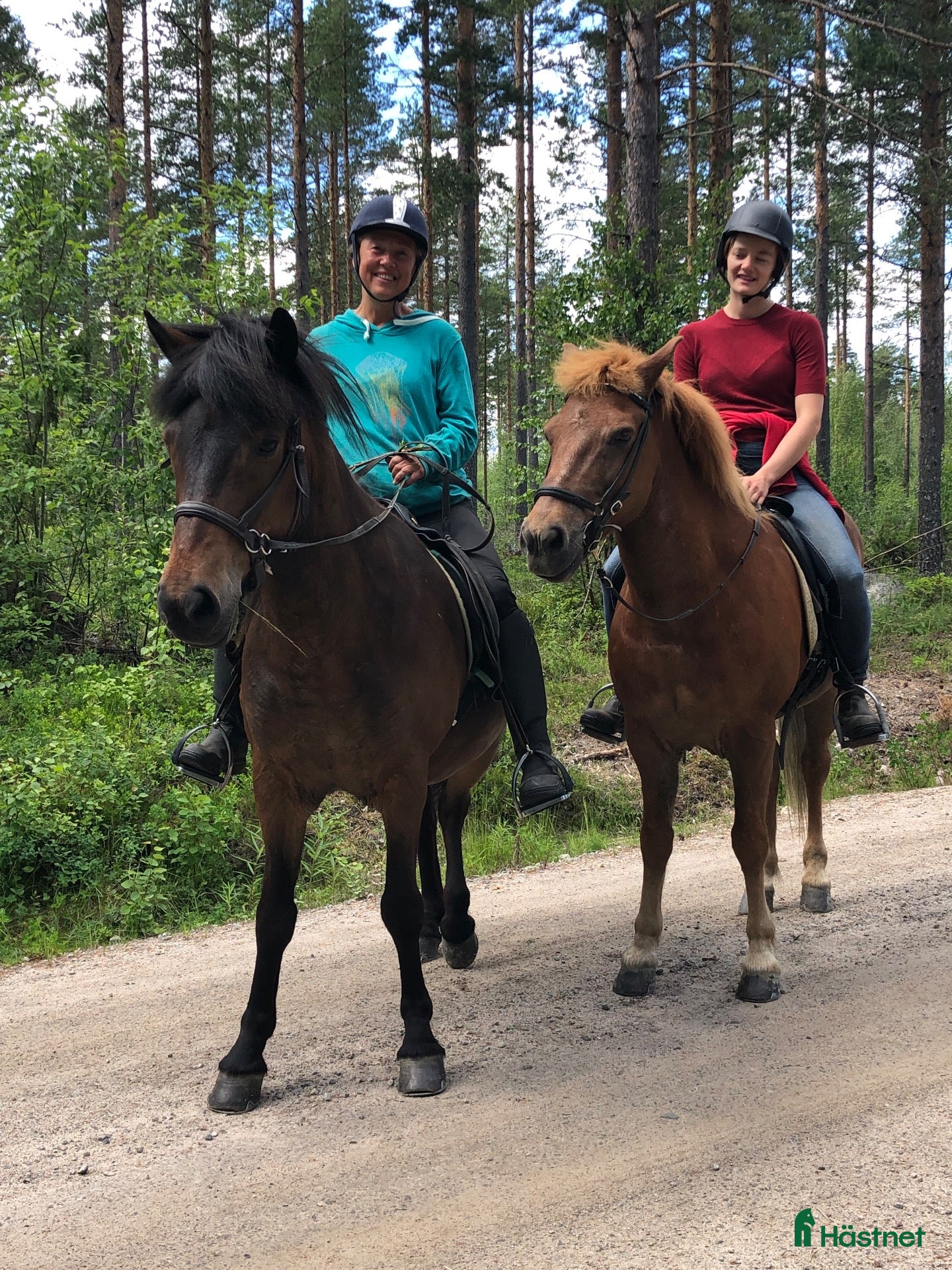  hästar Två fina islänningar till barnfamilj - Annons 11