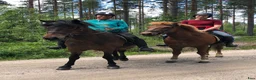 Island hästar till salu: Två fina islänningar till barnfamilj i Delsbo - Annons 1