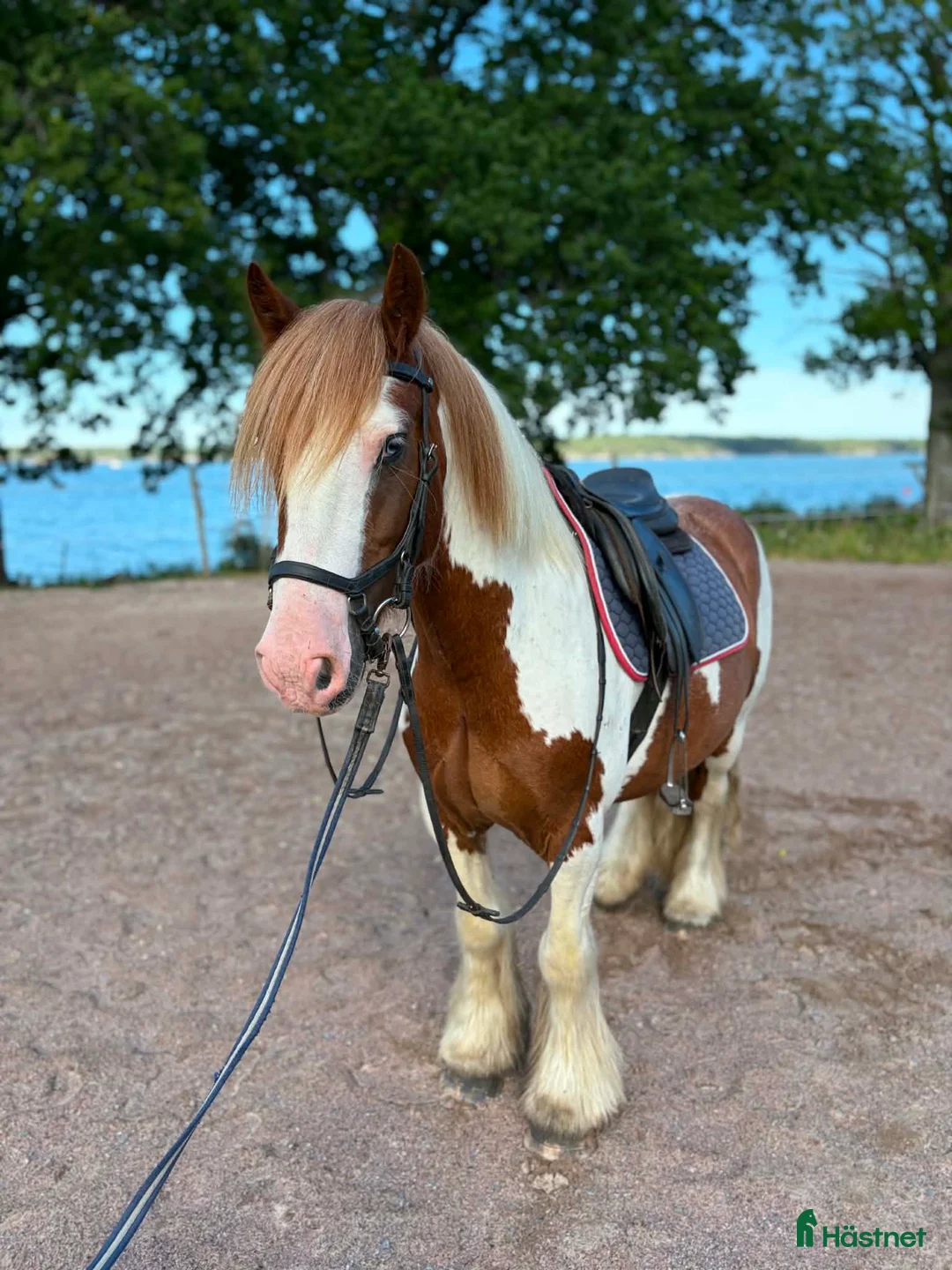 Hoppning hästar till salu: Snäll Blickfångare - Annons 1