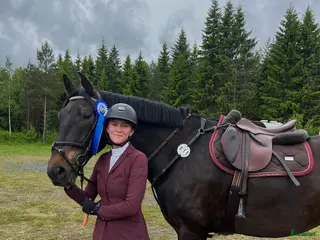 hästar GDP Bournaville - Annons 18