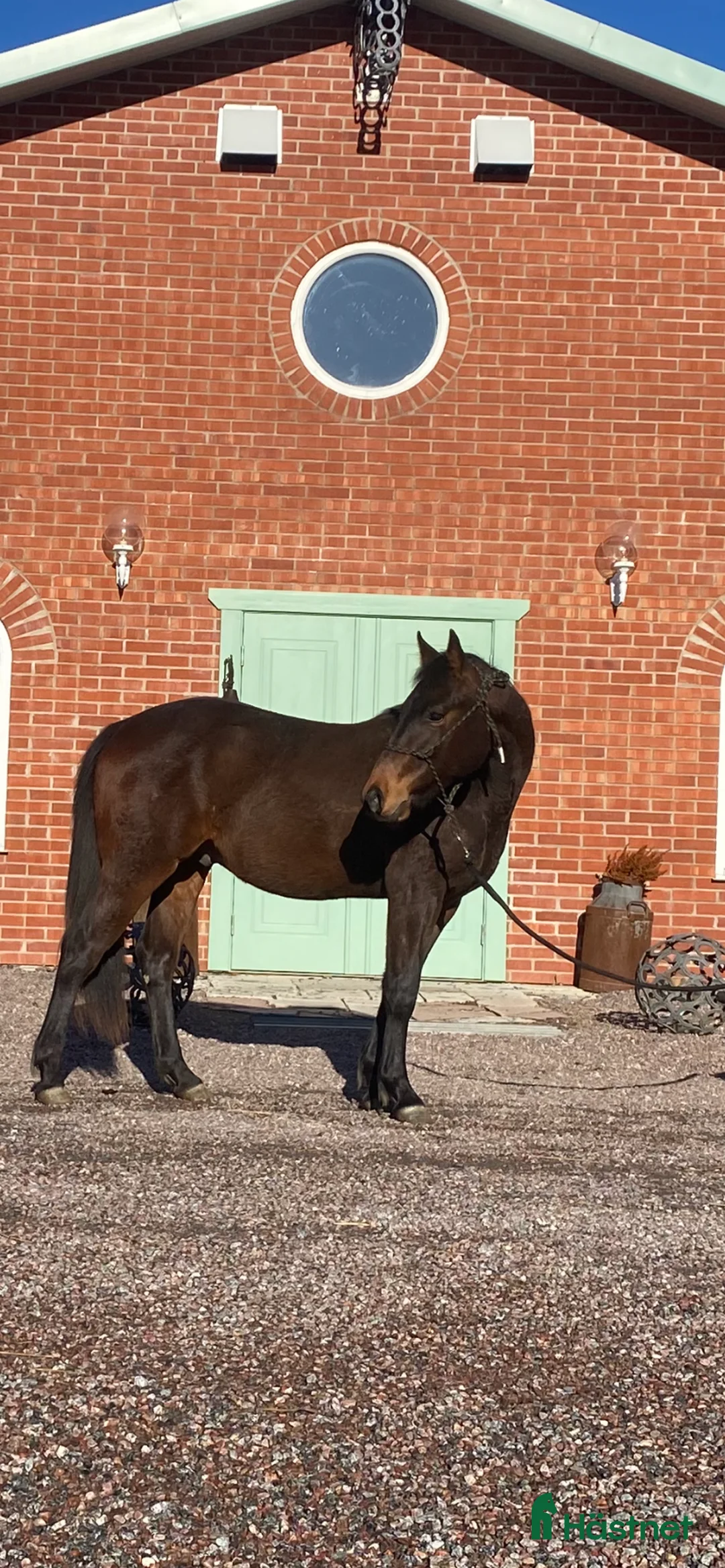 Western hästar till salu: Völstammad Quarter säljes!  - Annons 2