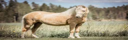 Allround hästar till salu: Flott B-ponny för dressyr/hopp - Annons 5