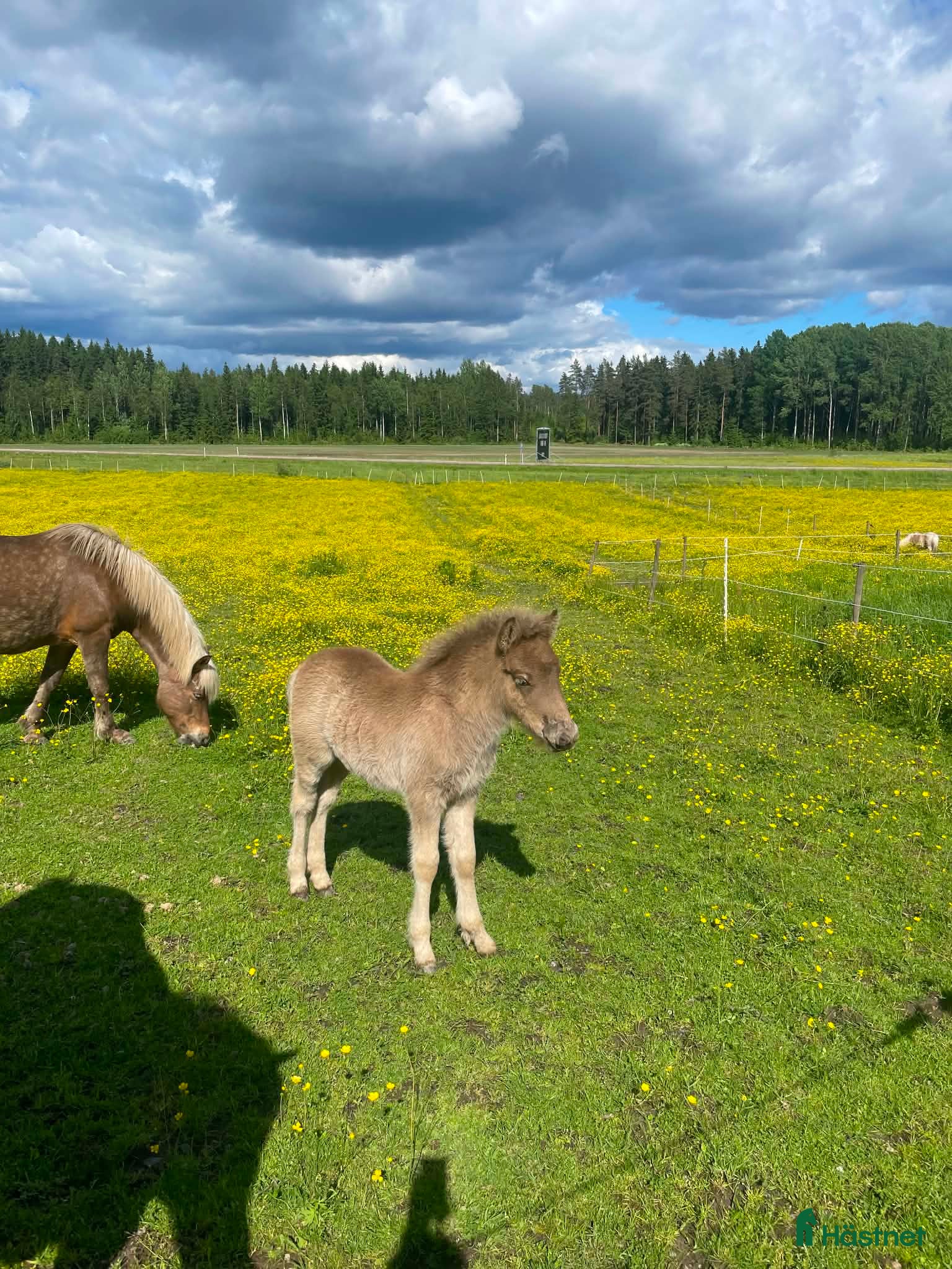  hästar Vackert sto med hingstföl - Annons 2
