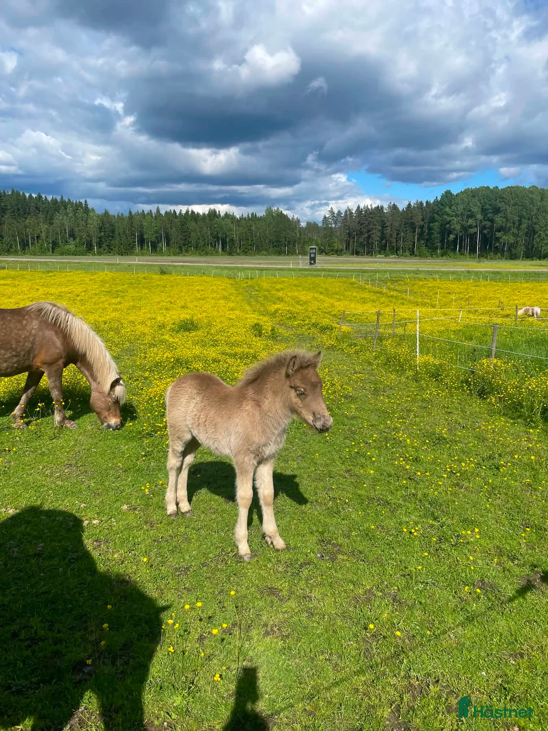 Island hästar till salu: Vackert sto med hingstföl - Annons 2