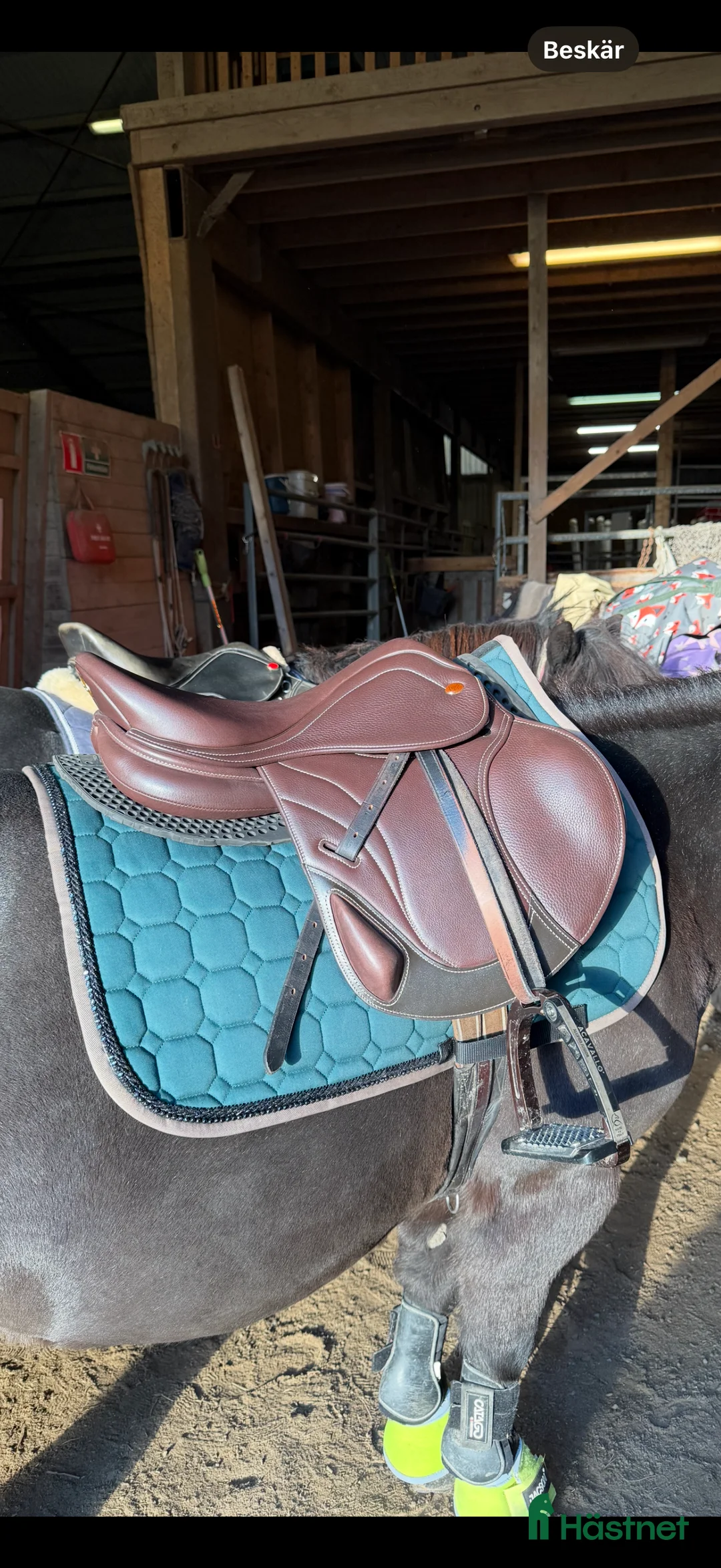 Sadlar hästutrustning till salu: Lippo RIVELLO 15,5 ” i Myggenäs - Annons 1