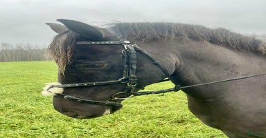  hästar i Sala - Annons 5