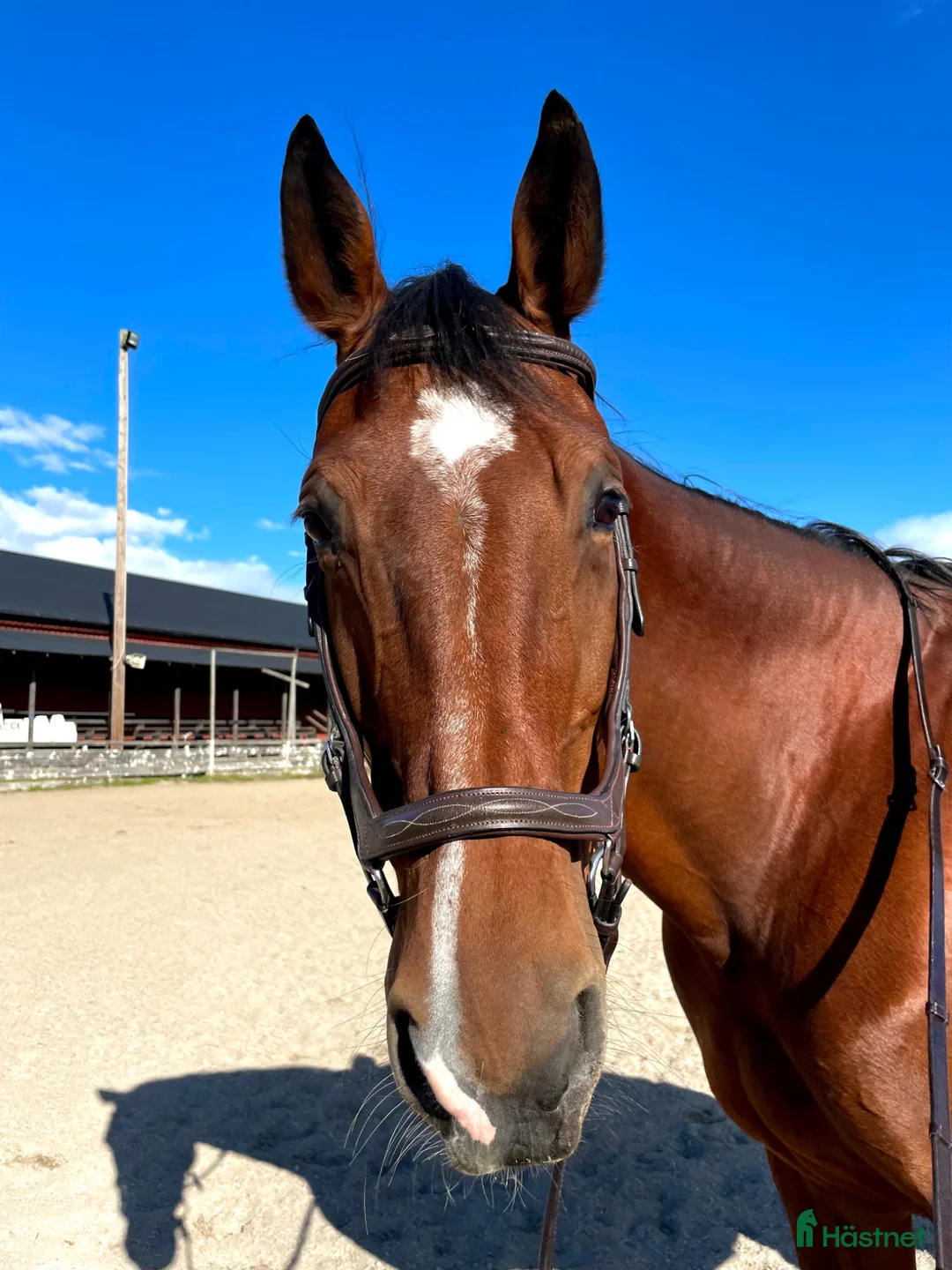 Allround hästar till salu: Fin allroundhäst letar nytt hem - Annons 2