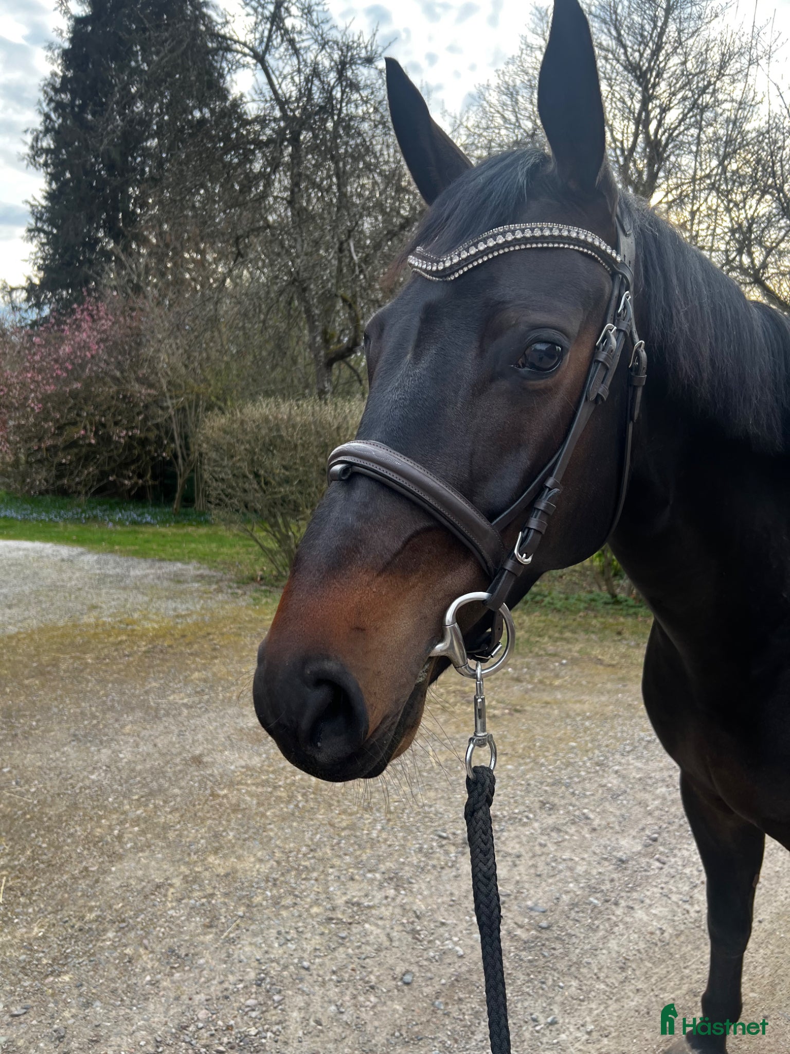  hästar Framtidslöfte  - Annons 1