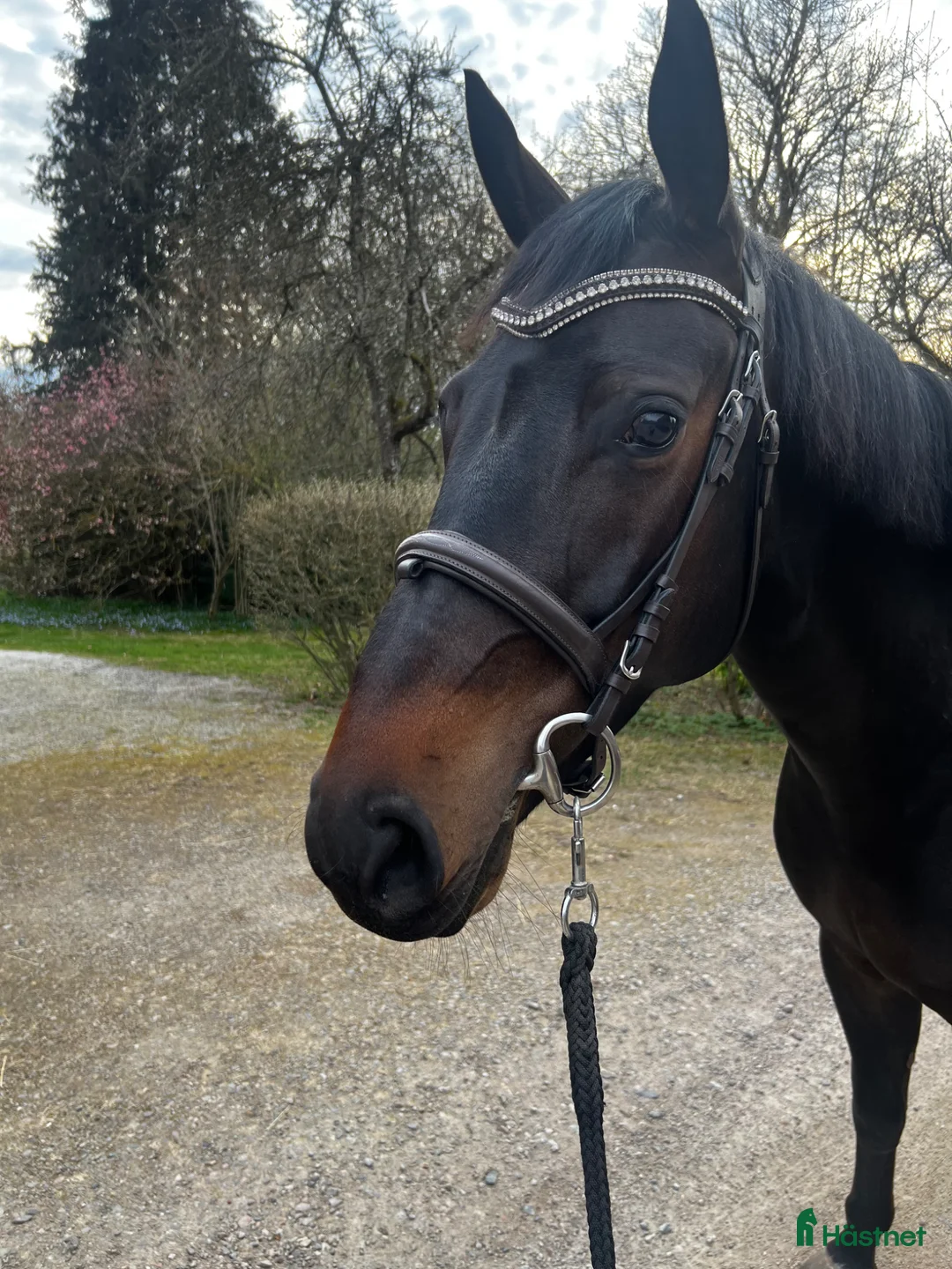 Hoppning hästar till salu: Framtidslöfte  - Annons 1