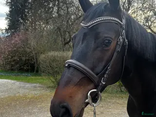 hästar Framtidslöfte - Annons 16