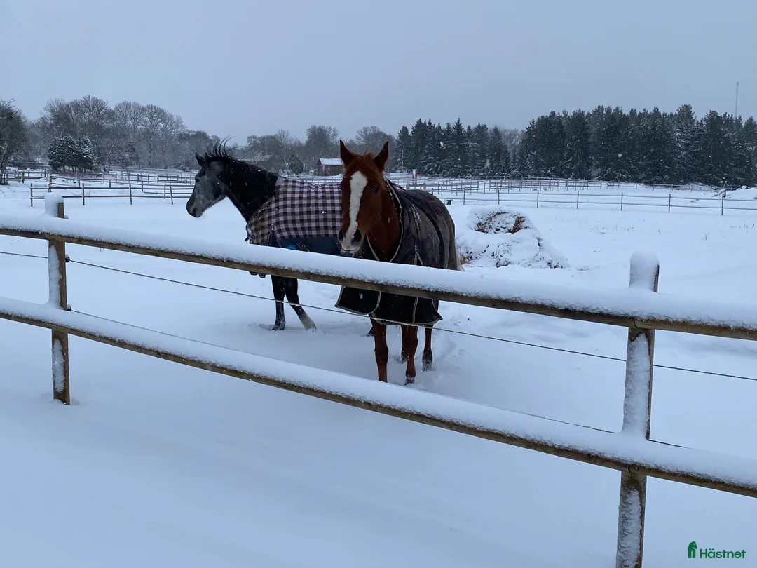 Distans hästar till salu: Wassiki – toppstammad sto med riktig vinnarskalle - Annons 2