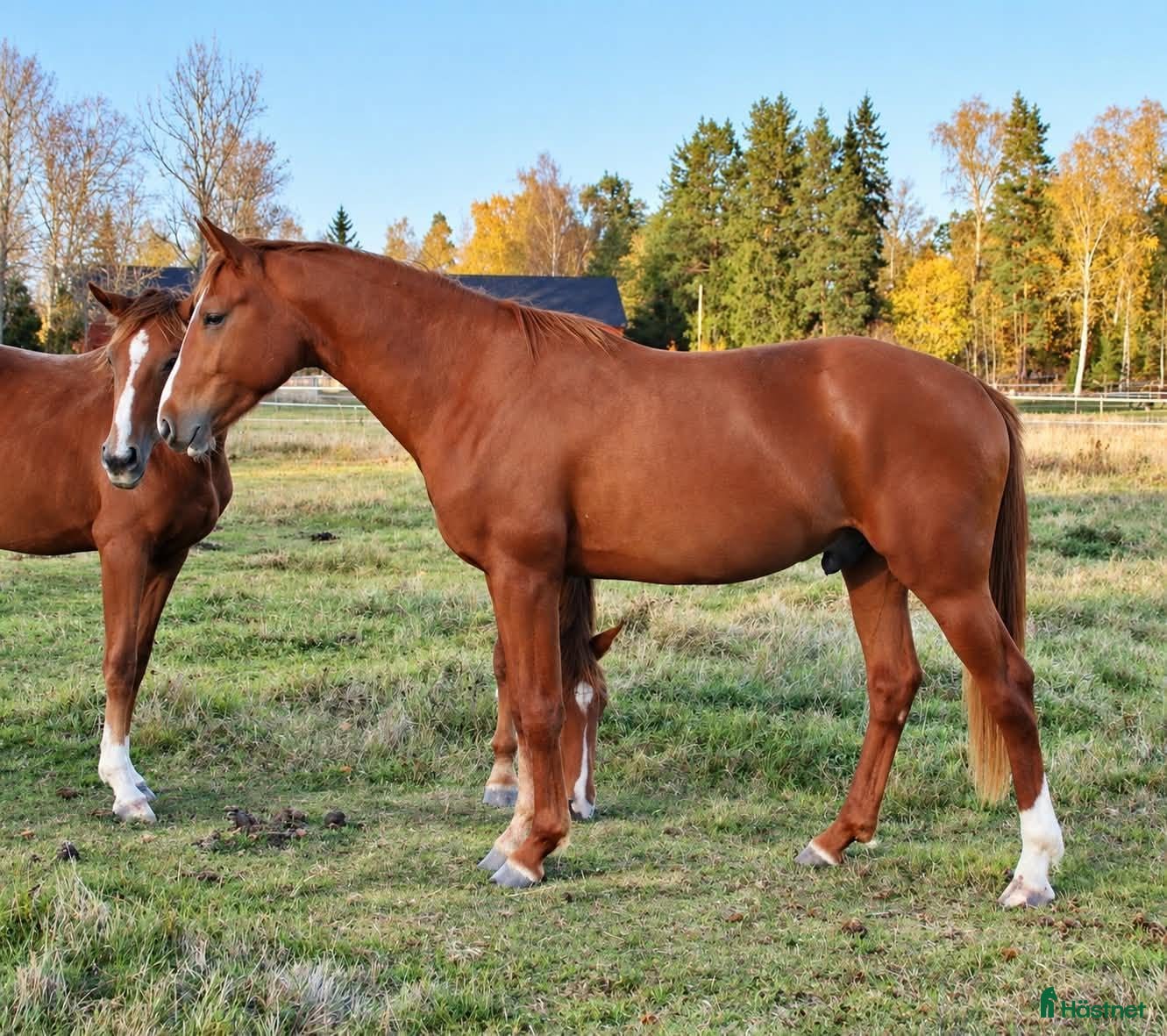  hästar Snygg hingst med Elitmöderne - Annons 20