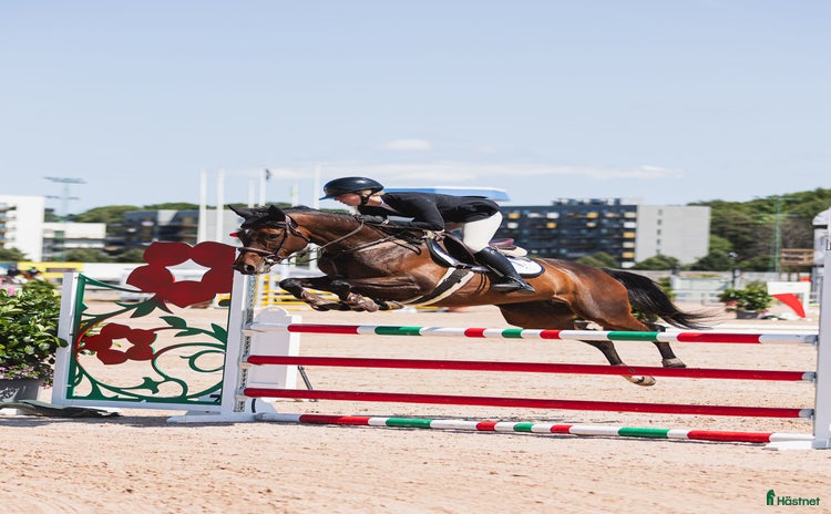 hästar En liten prinsessa som älskar att hoppa och jobba - Annons 16