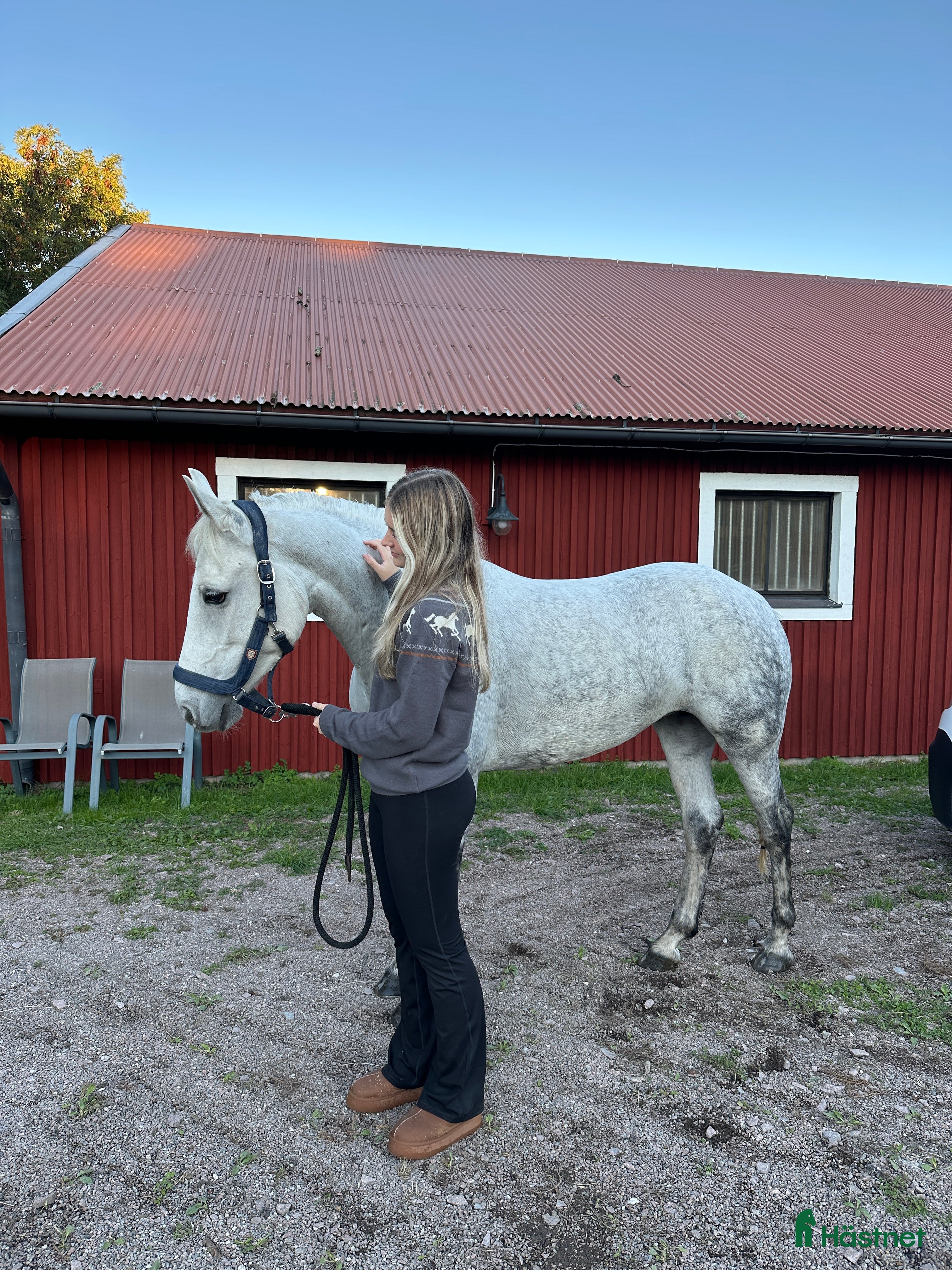  hästar Framtids ponny!  i Västerås - Annons 14