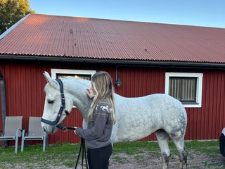 hästar Framtids ponny! i Västerås - Annons 6