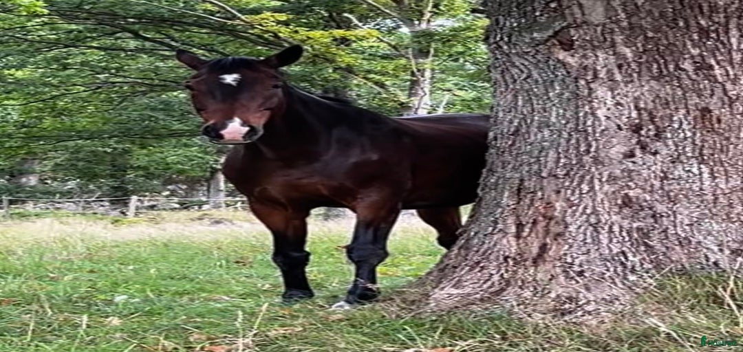 Galleribild {{count}}