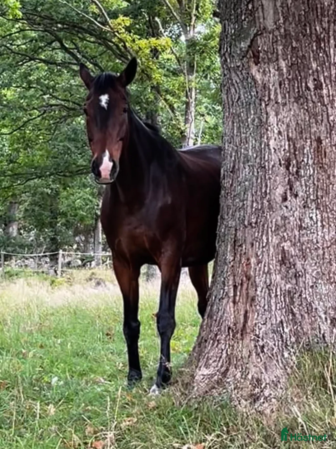 Galleribild {{count}}