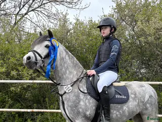 hästar Drömponny med kapacitet i Björkvik - Annons 14