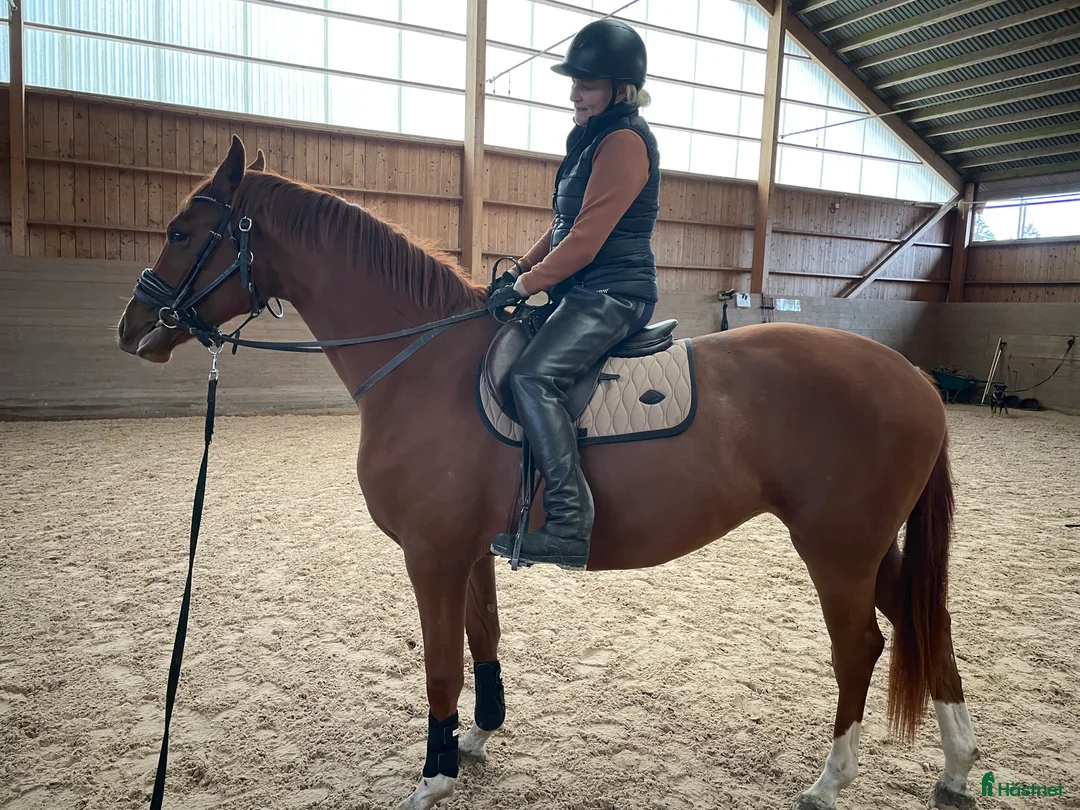 Dressyr hästar till salu: Treårigt dressyr sto med top stam i Värnamo - Annons 2