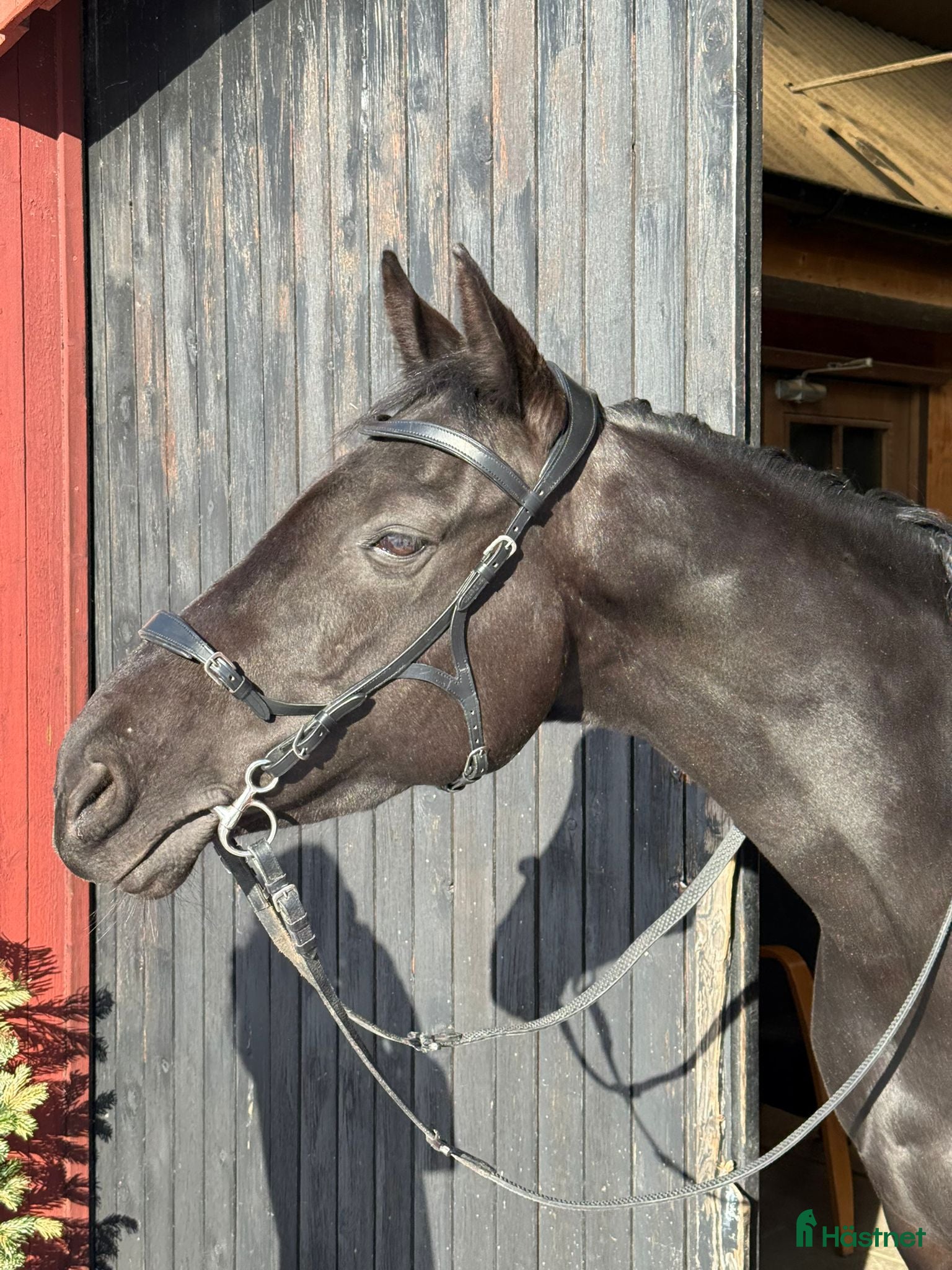  hästar Trevligt sto- perfekt utvecklingshäst  i Hallstahammar - Annons 18