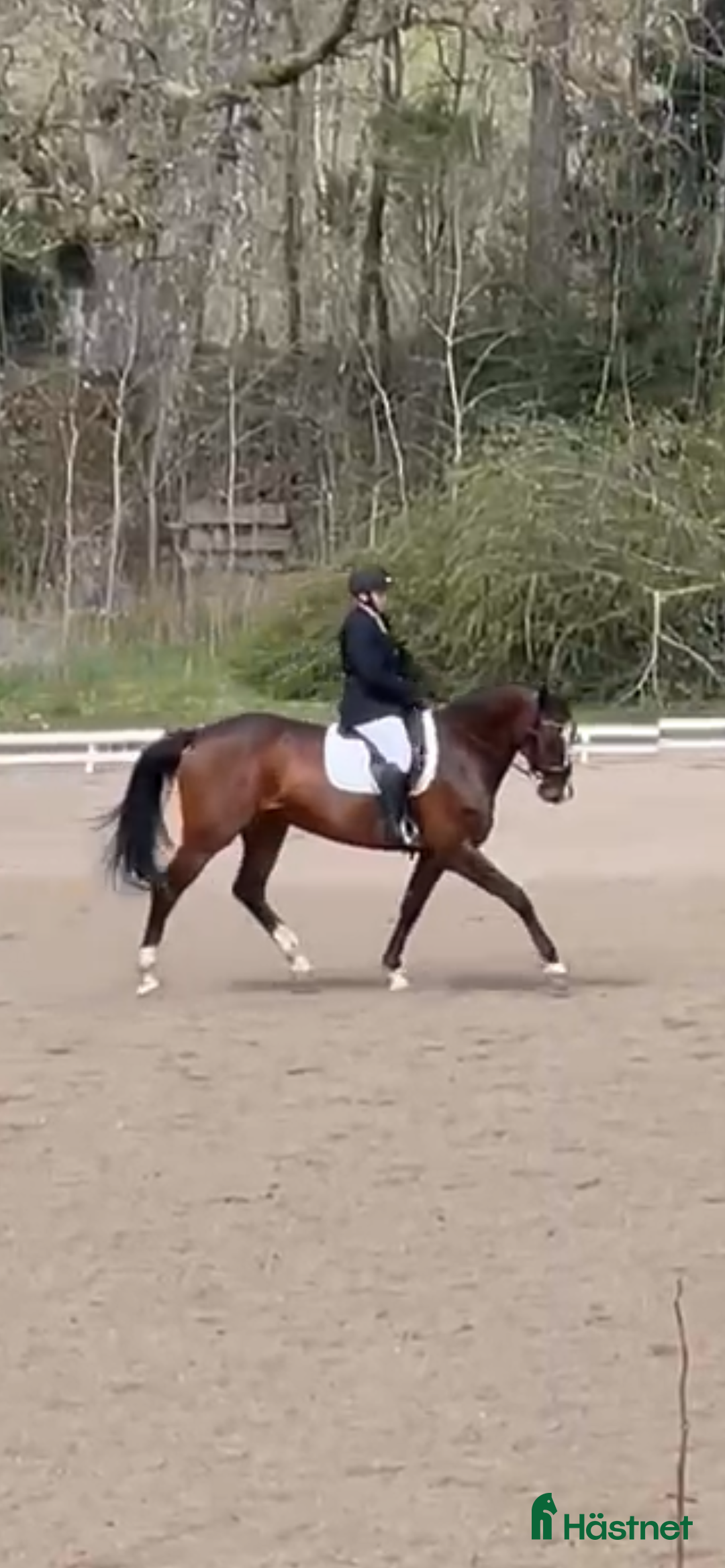 Allround hästar till salu: Hopp/dressyr sto i Sjötofta - Annons 1