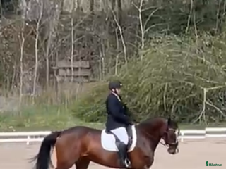 hästar Hopp/dressyr sto i Sjötofta - Annons 1