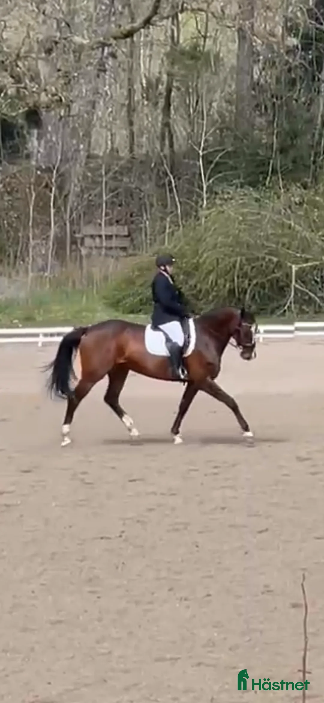 Allround hästar till salu: Hopp/dressyr sto - Annons 1