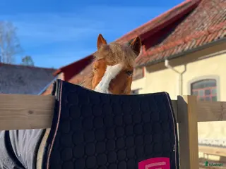 Schabrak & Vojlockar hästutrustning Super fint Equline schabrak i Nyköping - Annons 8