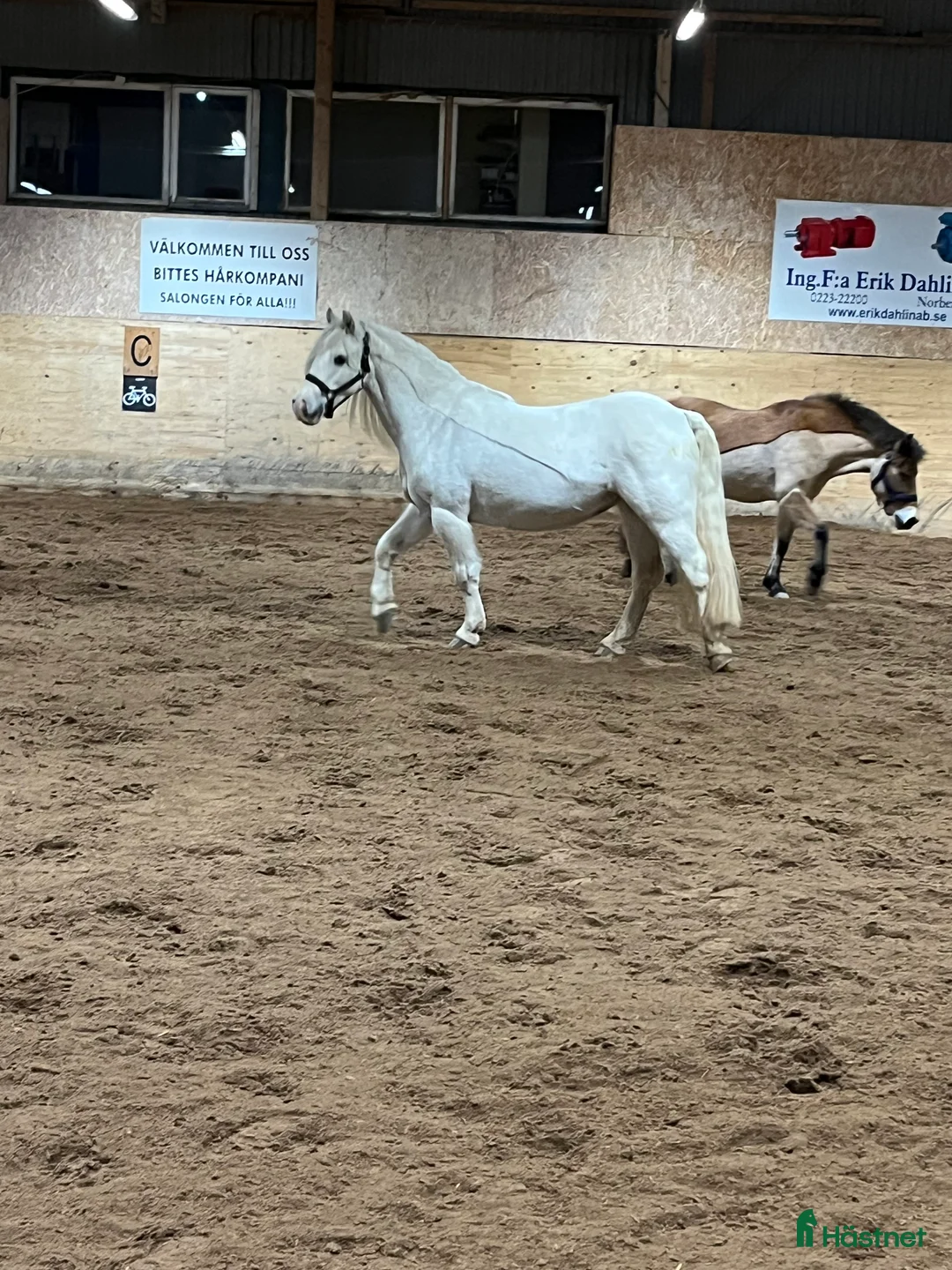 Allround hästar till salu: Sött och charmigt sto i Hedemora - Annons 2