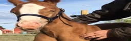 Western hästar till salu: Quartersto född 2010 för avel - Annons 14