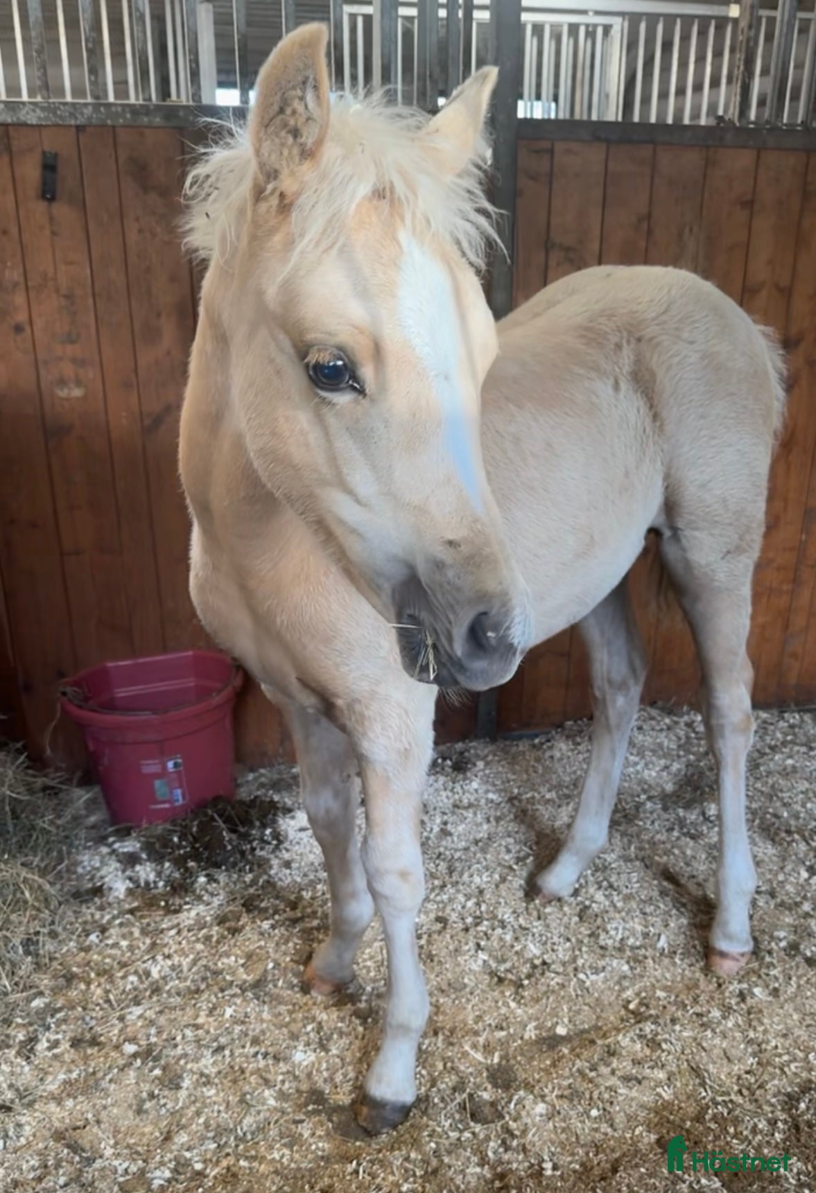  hästar ✨ Isabellfärgat stoföl 2026 ✨ i Vetlanda - Annons 7