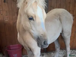 hästar ✨ Isabellfärgat stoföl 2026 ✨ i Vetlanda - Annons 7