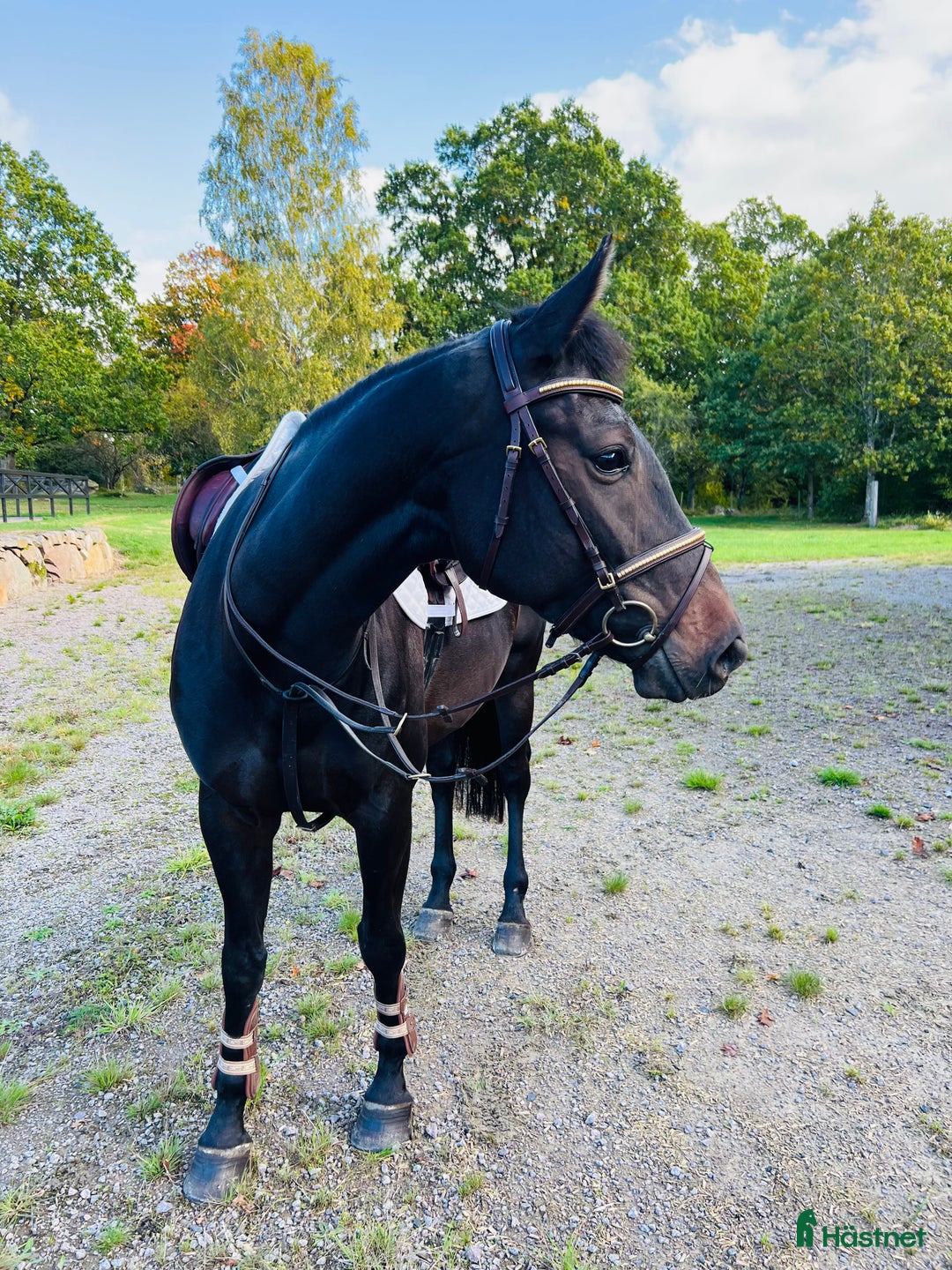 Allround hästar till salu: FYND! Trevlig allroundhäst! i Broby - Annons 2