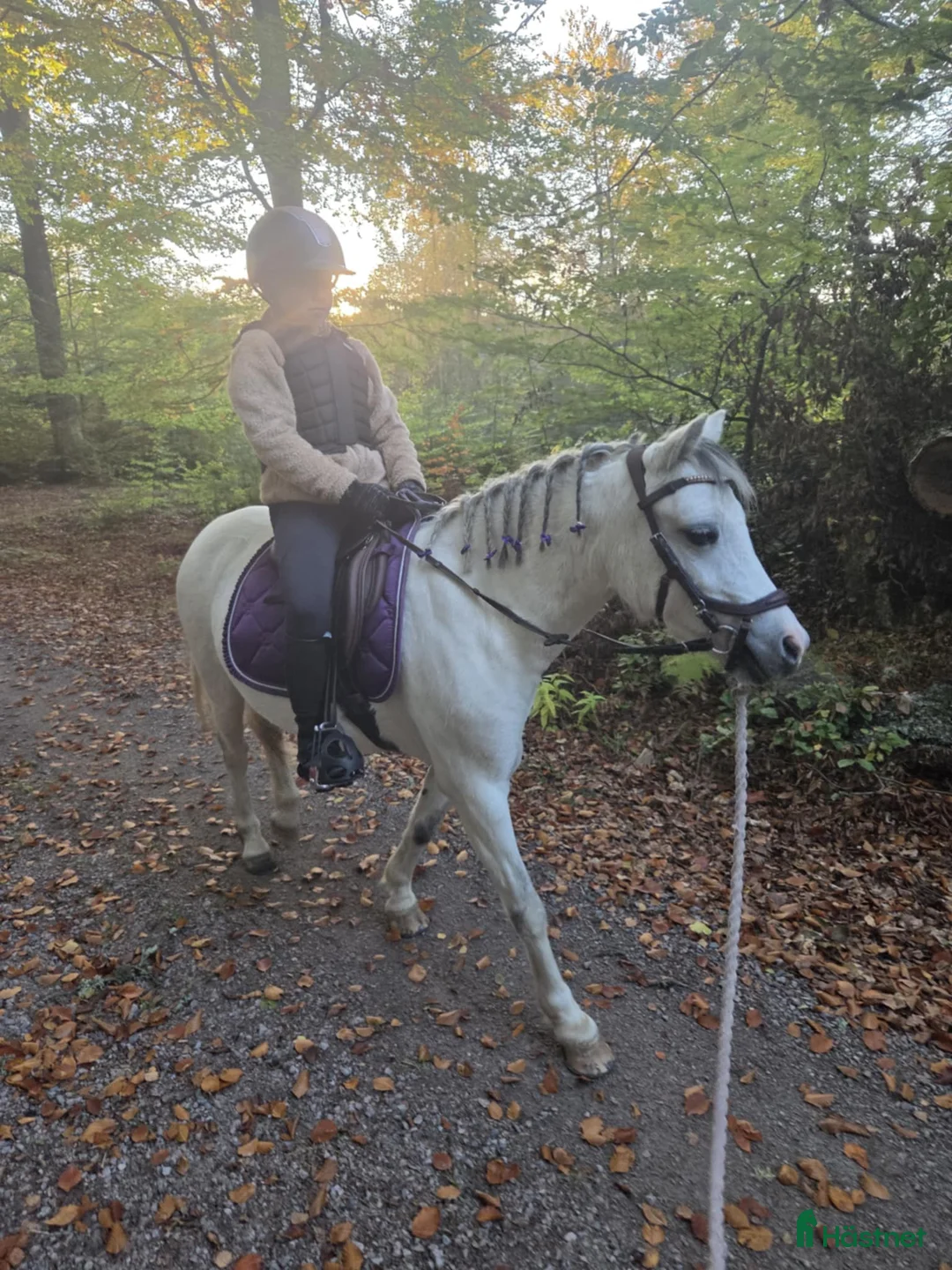 Allround hästar till salu: Underbart Welsh Mountain sto! - Annons 2