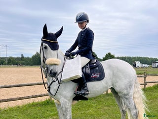 hästar Underbart sto i Halmstad - Annons 3