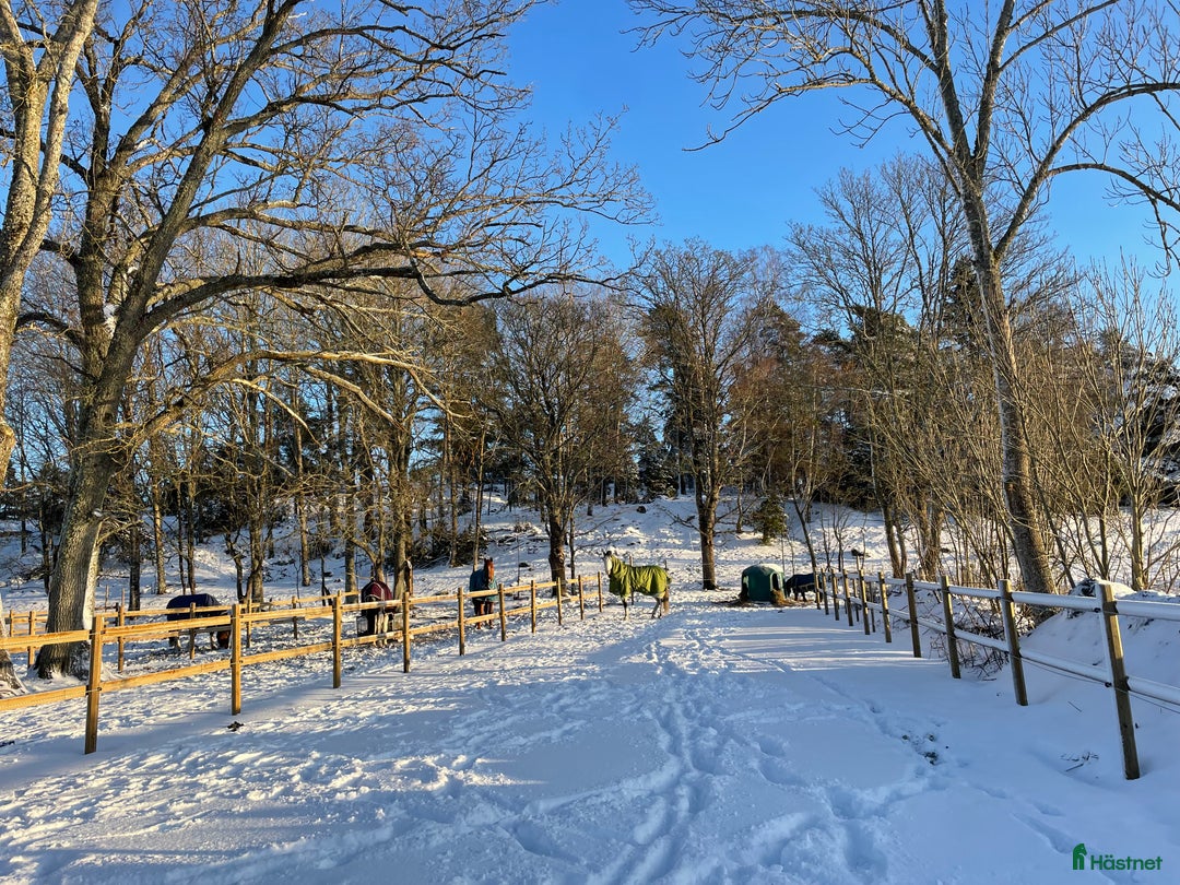  hästservice finnes: Söker dig som vill driva hästverksamhet hos oss!  i Nyköping - Annons 8